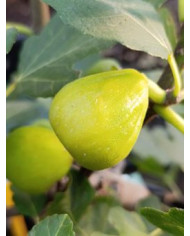 biofeigenbaumisid´oro