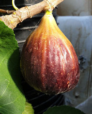 Bio Feigenbaum Israel (**)