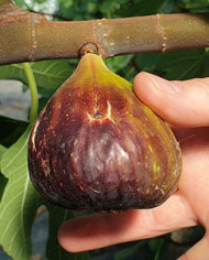 Bio Feigenbaum Israel (**)