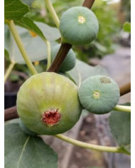 Bio Feigenbaum Italian 258 (***)