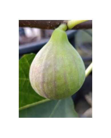 Bio Feigenbaum Italian 258 (***)