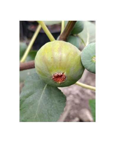 Bio Feigenbaum Italian 258 (***)