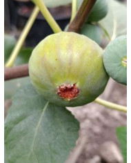 Bio Feigenbaum Italian 258 (***)