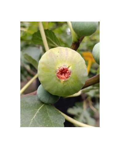 Bio Feigenbaum Italian 258 (***)