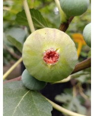 Bio Feigenbaum Italian 258 (***)