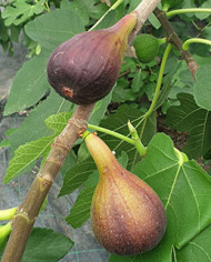 Bio Feigenbaum Italian Everbearing (**) Bio Feigenbaum Italian Everbearing (**)