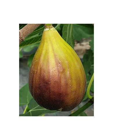 Bio Feigenbaum Italian Everbearing (**) Bio Feigenbaum Italian Everbearing (**)