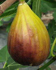 Bio Feigenbaum Italian Everbearing (**) Bio Feigenbaum Italian Everbearing (**)