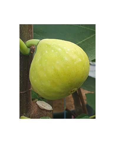 biofeigenbaumjaniceseedles biofeigenbaumjaniceseedles