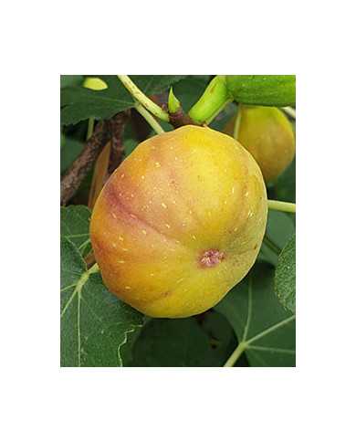 biofeigenbaumjoachimkugler