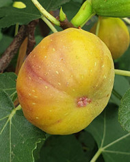 biofeigenbaumjoachimkugler