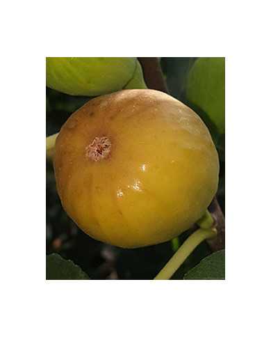 Bio Feigenbaum Joachim Kugler