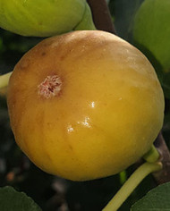 Bio Feigenbaum Joachim Kugler