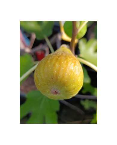 Bio Feigenbaum Joachim Kugler