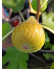 Bio Feigenbaum Joachim Kugler