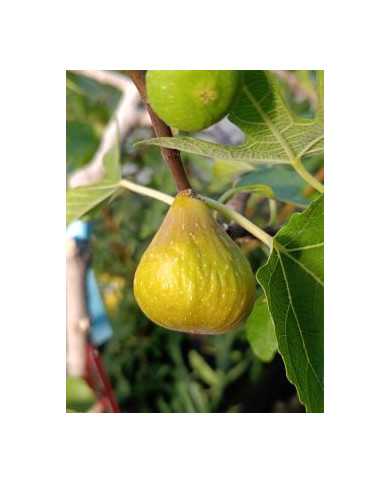 Bio Feigenbaum Joachim Kugler