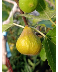 Bio Feigenbaum Joachim Kugler