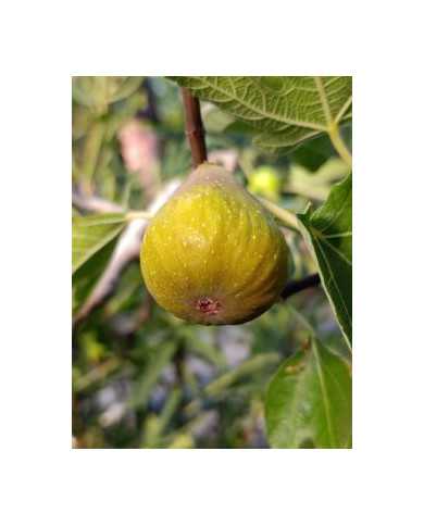 Bio Feigenbaum Joachim Kugler