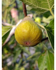 Bio Feigenbaum Joachim Kugler