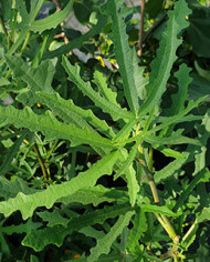 biofeigenbaumjohannisfeige