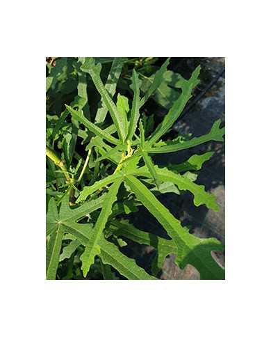 Bio Feigenbaum Johannisfeige (*)