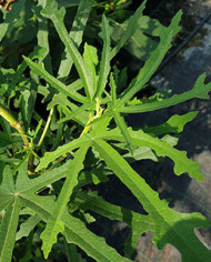 Bio Feigenbaum Johannisfeige (*)