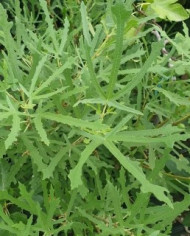 Bio Feigenbaum Johannisfeige (*)