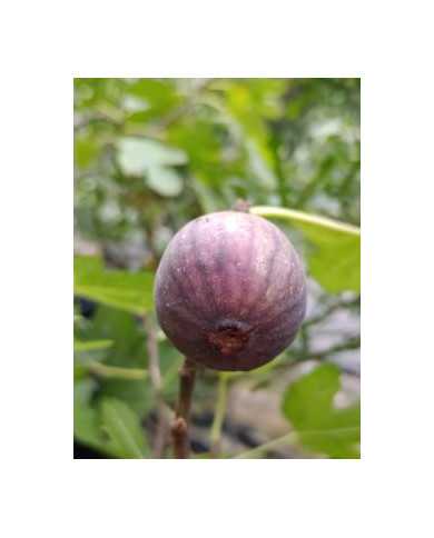 biofeigenbaumjollytiger(green)