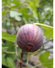 biofeigenbaumjollytiger(green)