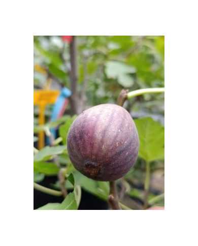 Bio Feigenbaum Jolly Tiger (green) (***)