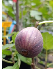 Bio Feigenbaum Jolly Tiger (green) (***) Bio Feigenbaum Jolly Tiger (green) (***)