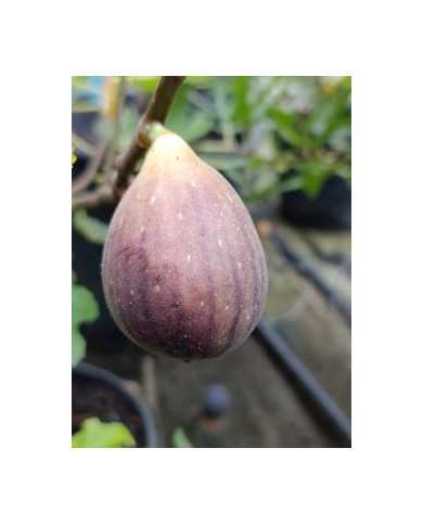 Bio Feigenbaum Jolly Tiger (green) (***)