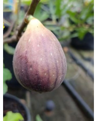 Bio Feigenbaum Jolly Tiger (green) (***) Bio Feigenbaum Jolly Tiger (green) (***)