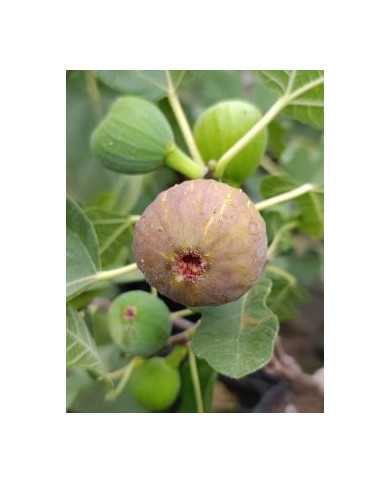 Bio Feigenbaum Judith (*)