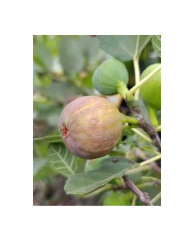 Bio Feigenbaum Judith (*)