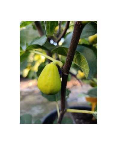 biofeigenbaumkarachigreen biofeigenbaumkarachigreen