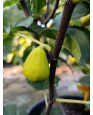 biofeigenbaumkarachigreen biofeigenbaumkarachigreen