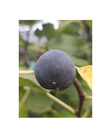 biofeigenbaumkaukasus