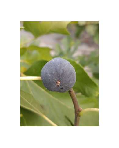 Bio Feigenbaum Kaukasus (*)