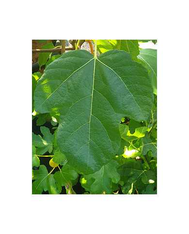 Bio Feigenbaum Kaukasus (*)