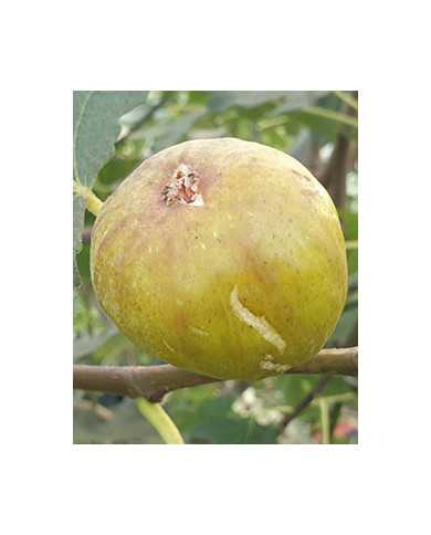 Bio Feigenbaum Khurtmani (*)