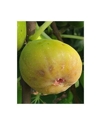 Bio Feigenbaum Khurtmani (*)