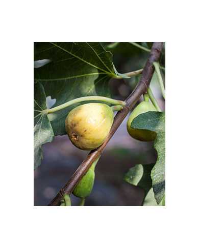 Bio Feigenbaum Khurtmani (*)