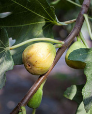 Bio Feigenbaum Khurtmani (*)