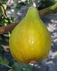 Bio Feigenbaum Khurtmani (*)