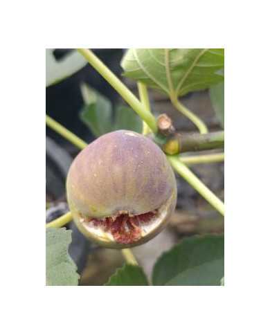 biofeigenbaumkunduz biofeigenbaumkunduz