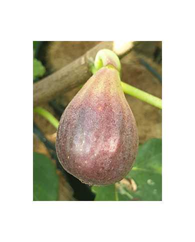 biofeigenbaumlebanesered