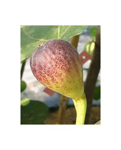 Bio Feigenbaum Lebanese Red (**)