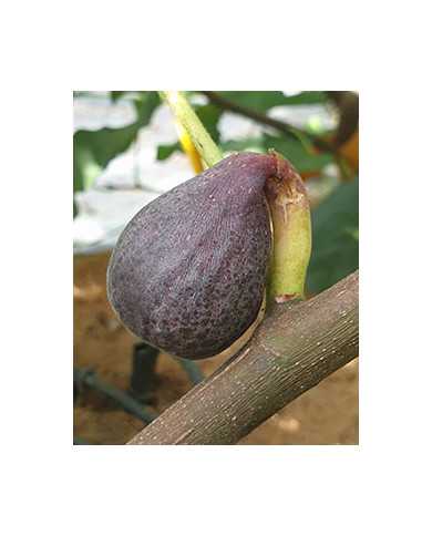 Bio Feigenbaum Lebanese Red (**)