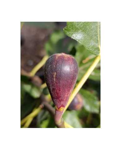 Bio Feigenbaum Lebanese Red (**)